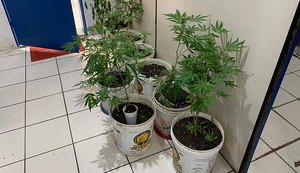 Homem é preso com plantação caseira de maconha no quintal de casa