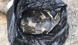 Cágados surgem mortos em Jequiá da Praia