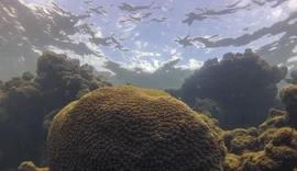 Calor, acidez das águas e pouco alimento ameaçam ecossistemas marinhos