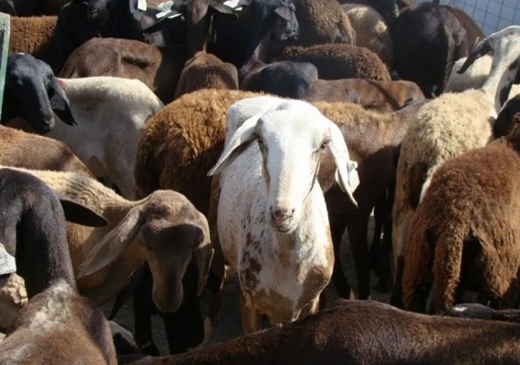 Governo reforça benefícios concedidos a produtores do interior de Alagoas