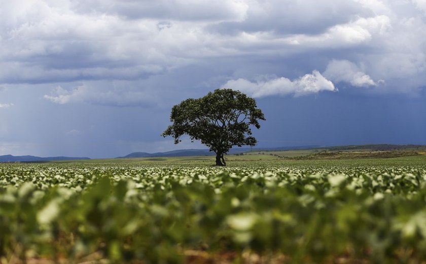 Crédito rural financiou R$ 92,4 bi em áreas com alertas ambientais