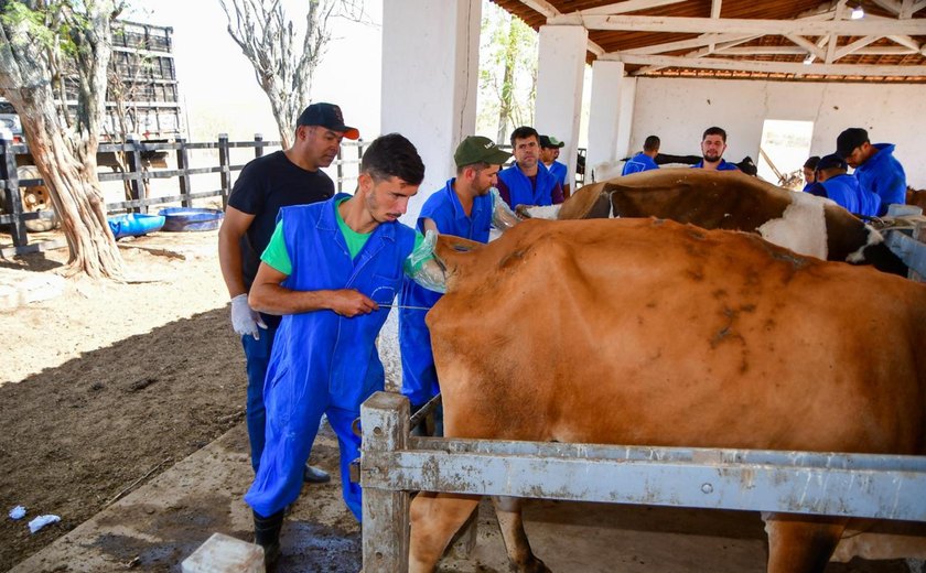 Agricultura capacita profissionais para atuarem na inseminação artificial de rebanho bovino