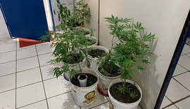 Homem é preso com plantação caseira de maconha no quintal de casa