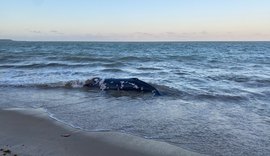 Baleia-jubarte encalha na Barra de Santo Antônio