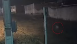 Cachorro é baleado no olho e passa por cirurgia em União dos Palmares