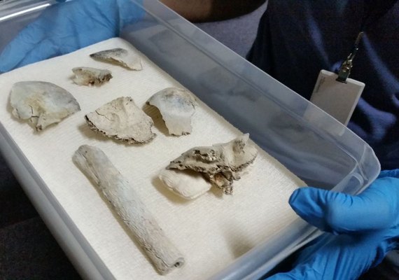 Fragmentos do crânio de Luzia são encontrados no Museu Nacional