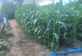 Arapiraca deve produzir mais de 2 milhões de espigas de milho verde