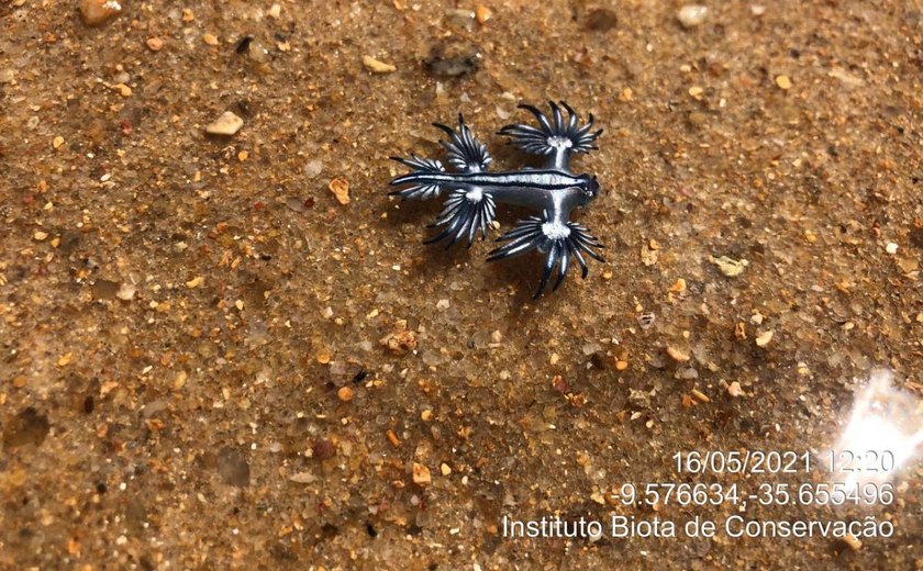 Dragão Azul é encontrado por equipes do Biota na praia de Riacho Doce