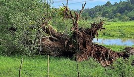 Árvore cai sobre rede elétrica e paralisa captação de água do Pratagy