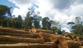 Mais da metade da exploração ilegal de madeira em Roraima ocorre em assentamentos rurais