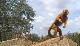 Macaco prego galego resgatado durante a FPI recebe cuidados no Centro de Triagem de Animais Silvestres