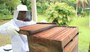 Aprovado em 1º turno projeto que declara a Própolis Vermelha como Patrimônio Imaterial