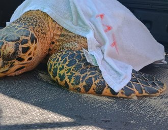 Tartaruga-de-pente ferida é resgatada na praia de Ipioca e recebe atendimento em Maceió