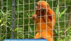 Governo confirma morte de macacos com febre amarela na Grande BH
