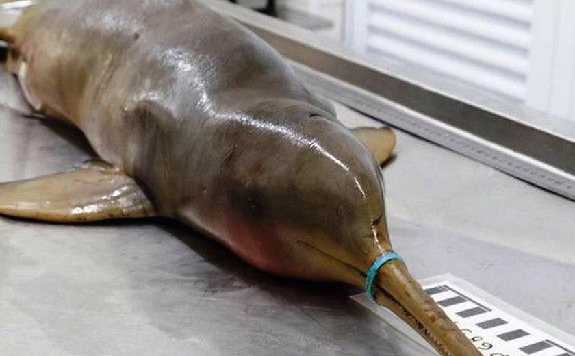 Golfinho morre de fome após ficar preso a lacre plástico no litoral de São Paulo
