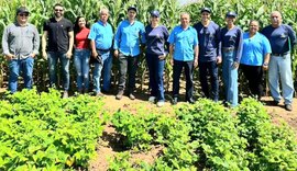 Arapiraca investe em pesquisa de novos cultivares de feijão, milho e mandioca