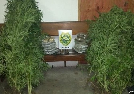 Operação resulta na apreensão de 180 quilos de maconha