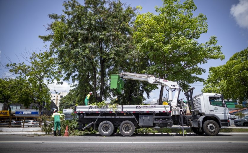 Em três meses, Alurb efetuou mais de 2.800 podas e supressões de árvores