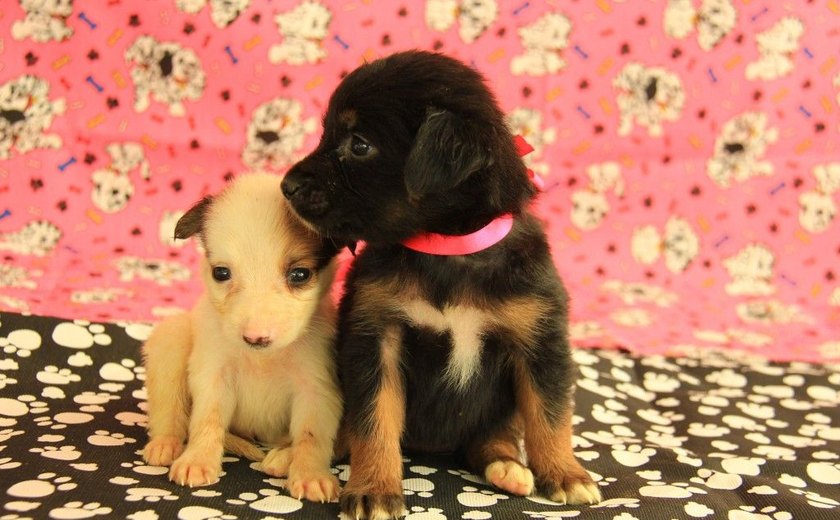 Centro de Zoonoses de Maceió disponibiliza cães e gatos para adoção