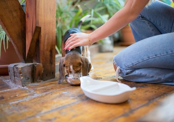 Animais em condomínio: o que pode ou não pode ser proibido