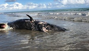 Baleia Cachalote é encontrada encalhada na praia do Morro do Camaragibe