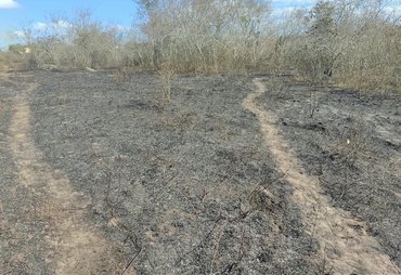 Incêndio atinge área na aldeia Kariri-Xocó em Porto Real do Colégio
