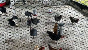 Ufal destaca o cuidado com os animais dos bairros em afundamento