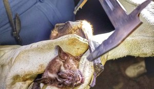 Maceió registra três casos de raiva animal