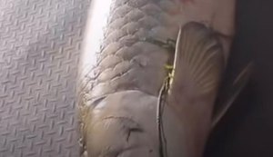 Pescador fisga pirarucu de 77 quilos em açude de Rio Largo e impressiona pelo tamanho