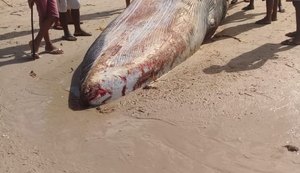 Baleia reintroduzida ao mar ontem é encontrada morta nesta quarta-feira