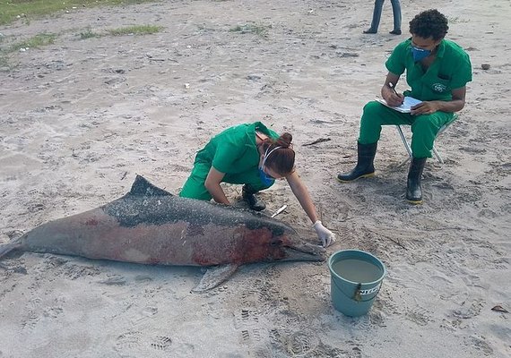 Golfinho encontrado morto em Paripueira pode ter relação com pesca