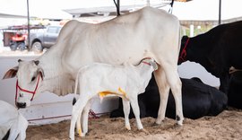 Sebrae Alagoas realiza Seminário da Bovinocultura do Leite do Baixo São Francisco