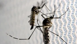 Cidade do Rio registra mais de 2 mil casos de dengue em 24 horas