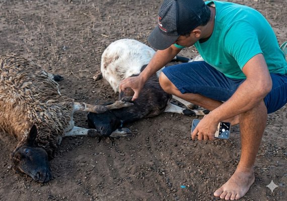 Craíbas registra pela terceira vez mortes de animais