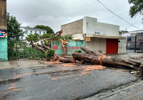Chuvas provocam queda de árvore e rua do Centro de Maceió fica interditada