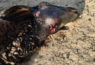 Ataque misterioso em Craíbas deixa carneiros mortos