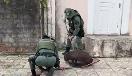 Capivara ferida é resgatada após mobilizar moradores no bairro do Pinheiro