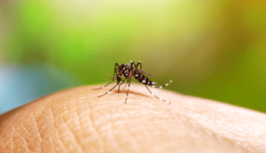 Alagoas registra queda de 65,6% nos casos de dengue nos 2 primeiros meses de 2025