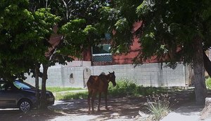 Grupo orienta moradores sobre retirada de animais em simulado