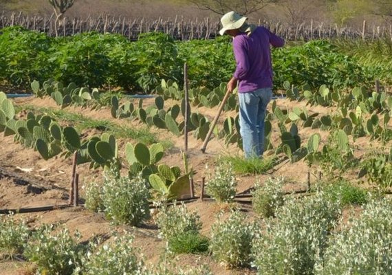 Agricultores de Canapi/AL festejam ação do prefeito junto ao Pronaf
