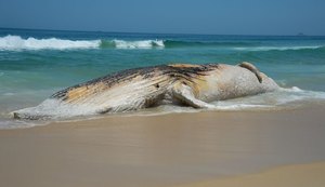 Pesca fantasma ameaça quase 70 mil animais marinhos por dia no Brasil