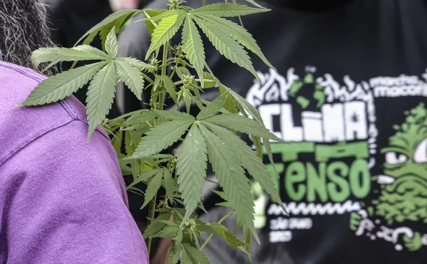 Flagrante por drogas gera mais prisão preventiva do que outros crimes