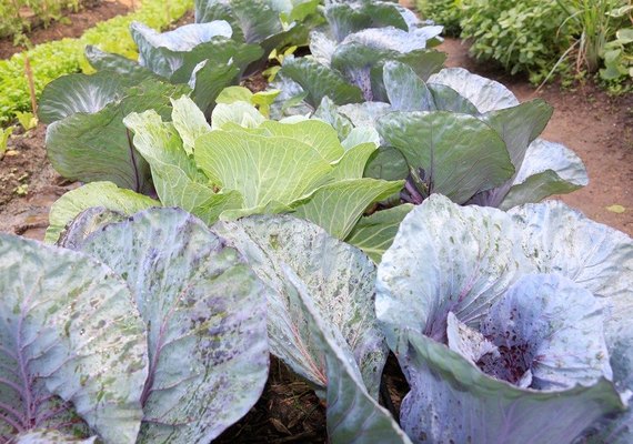 Campanha de Vacinação contra a Influenza é prorrogada e ampliada para toda população