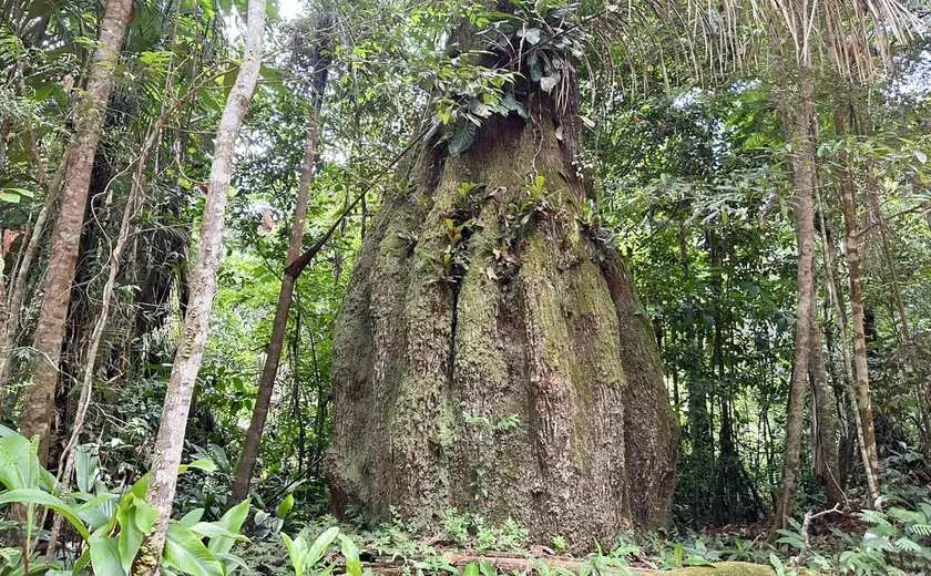 Congresso terá sete em cada dez parlamentares contra agenda ambiental
