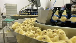 Investigação expõe que pintinhos são triturados na indústria de ovos