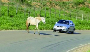 Animais soltos continuam provocando acidentes nas estradas