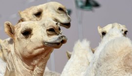 Austrália vai matar 10 mil camelos selvagens