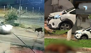 Cavalo é atropelado por carro em alta velocidade na Josepha de Mello