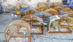 MP/AL participa de duas operações nacionais de combate ao tráfico que resultam no resgate de 755 animais silvestres