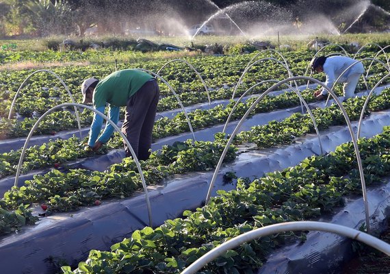 Sicoob impulsiona o agronegócio brasileiro com soluções financeiras sustentáveis